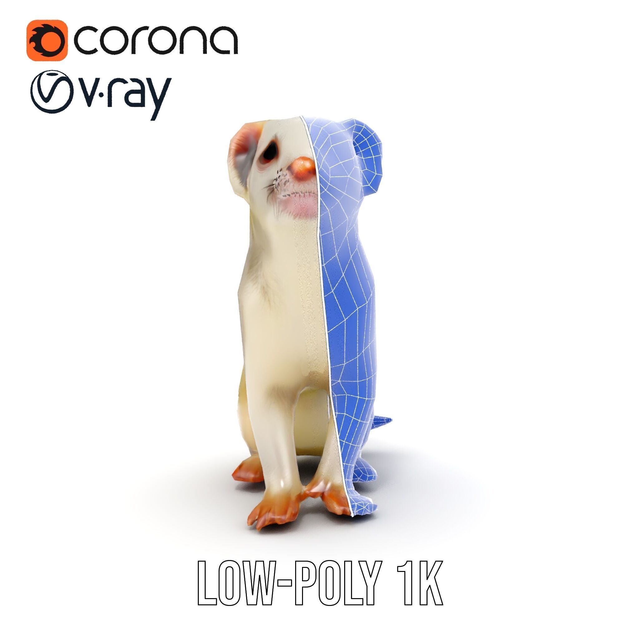 White Ferret D Model Pack Low-poly 3D model_33