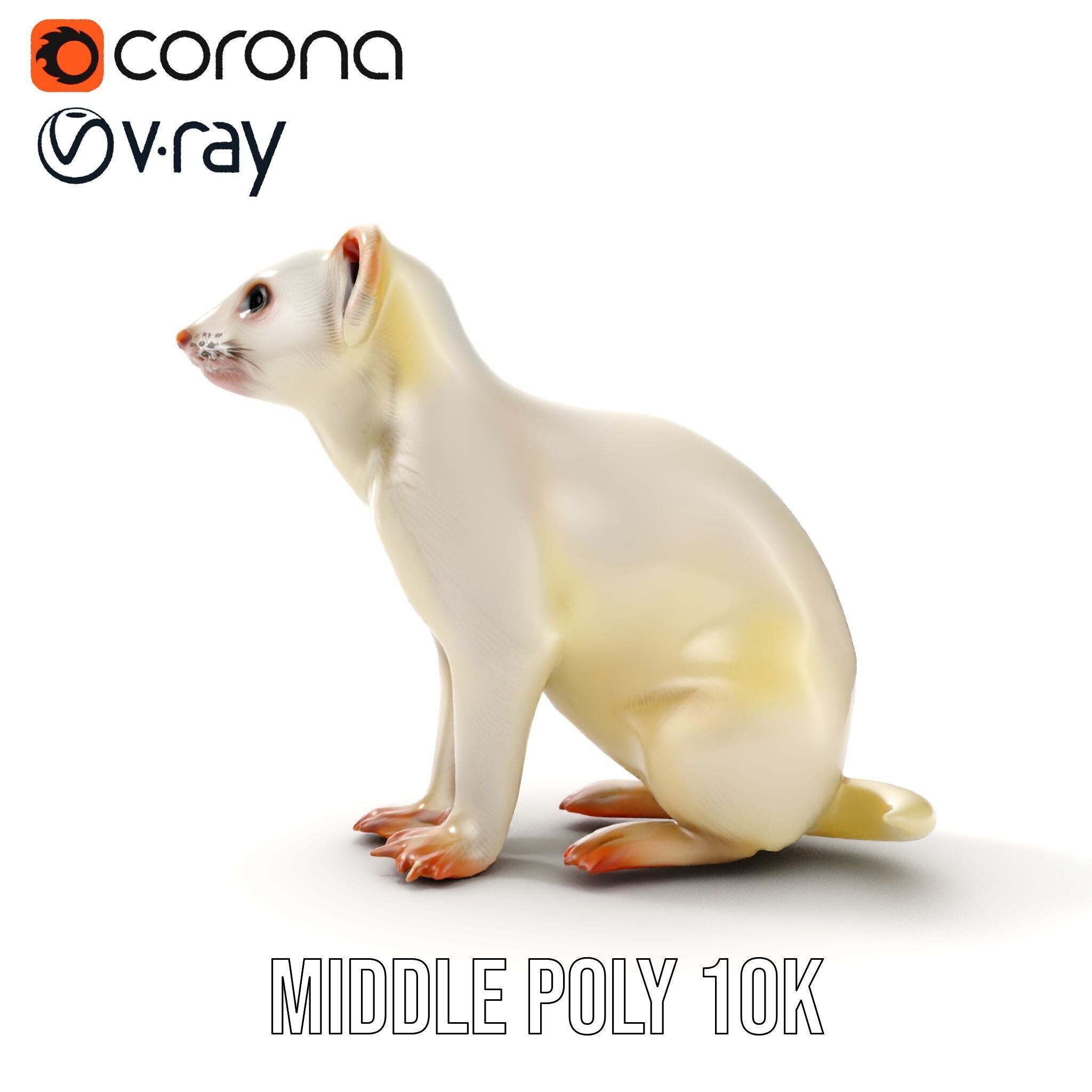 White Ferret D Model Pack Low-poly 3D model_18