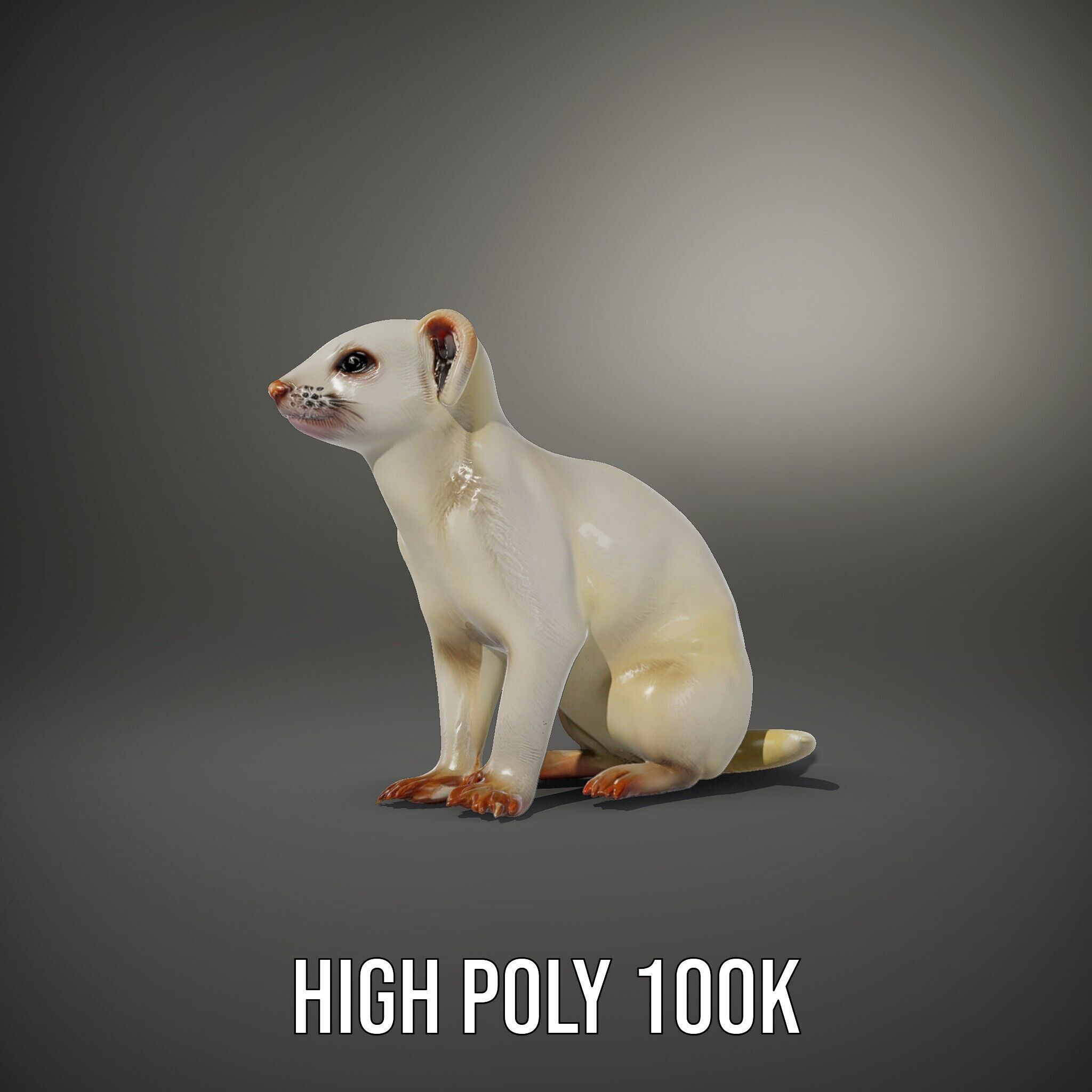 White Ferret D Model Pack Low-poly 3D model_12