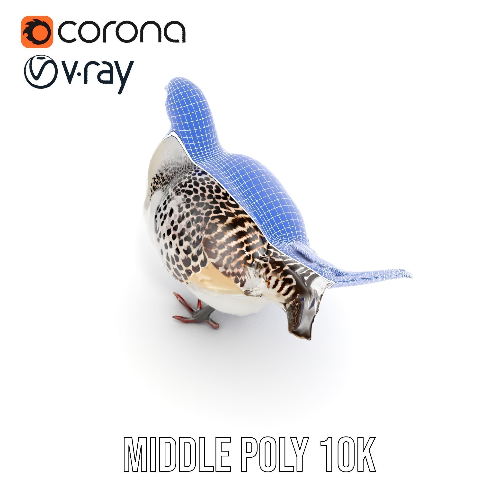 Elegant Pheasant D Model Pack for Interactive and Rendering Uses Low-poly 3D model_18