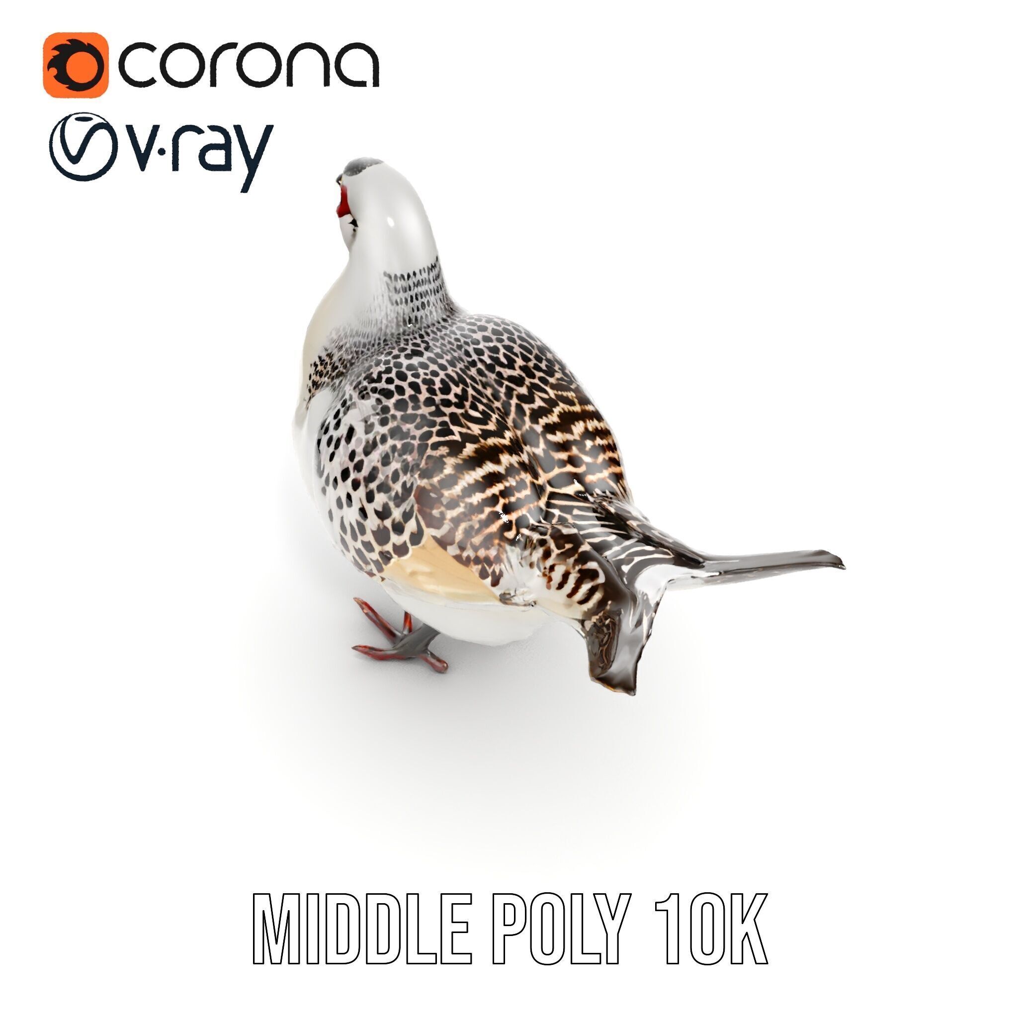 Elegant Pheasant D Model Pack for Interactive and Rendering Uses Low-poly 3D model_10