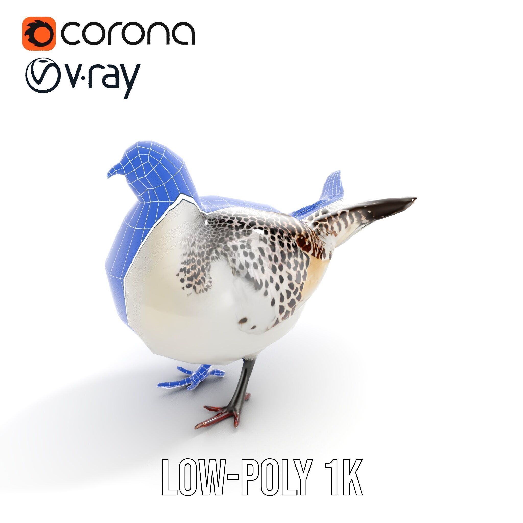 Elegant Pheasant D Model Pack for Interactive and Rendering Uses Low-poly 3D model_24