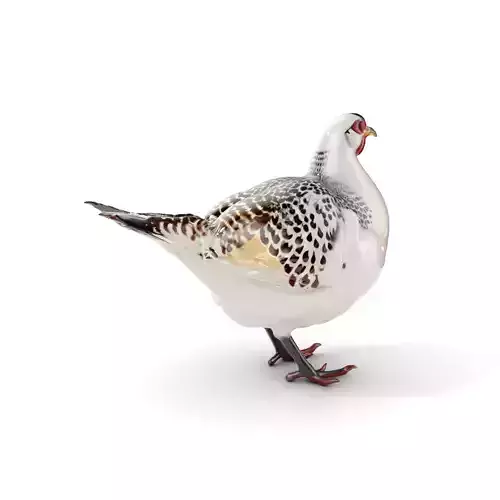 Elegant Pheasant D Model Pack for Interactive and Rendering Uses Low-poly 3D model