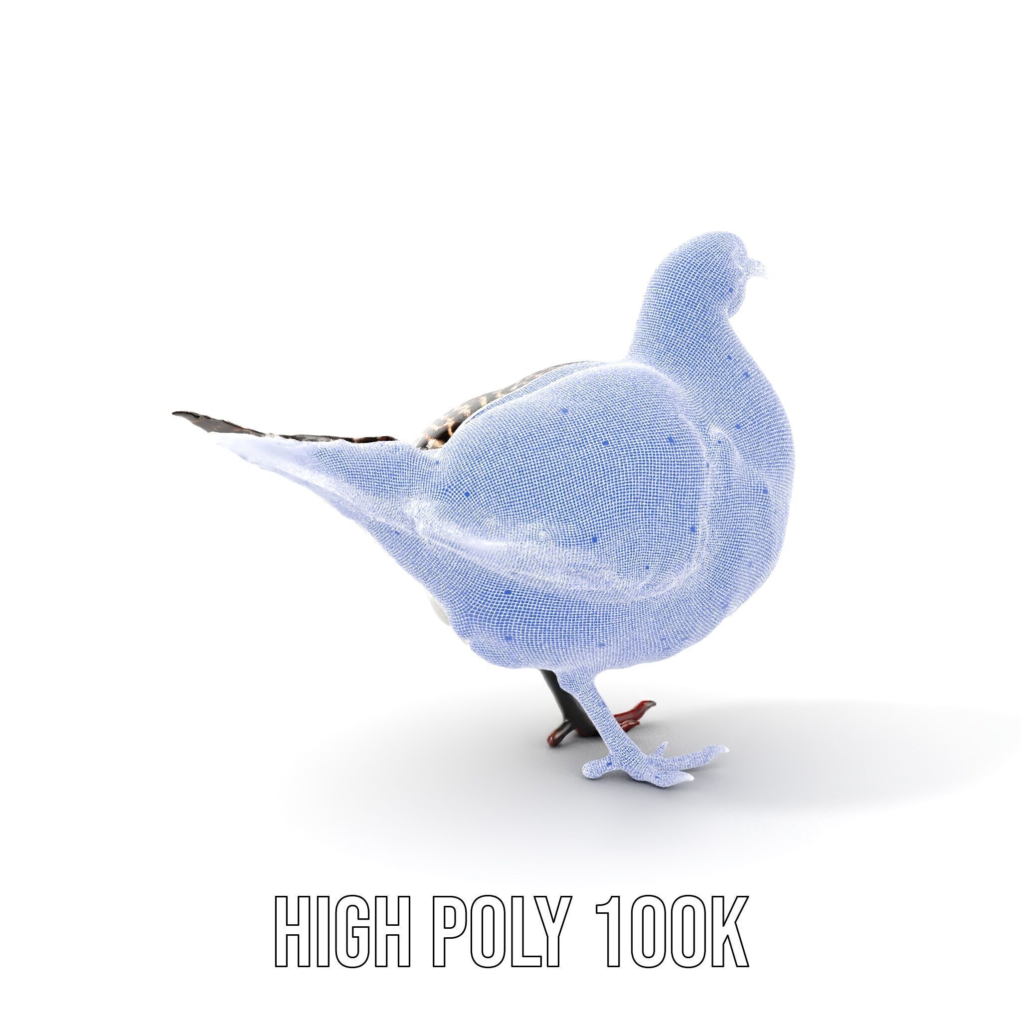 Elegant Pheasant D Model Pack for Interactive and Rendering Uses Low-poly 3D model_5