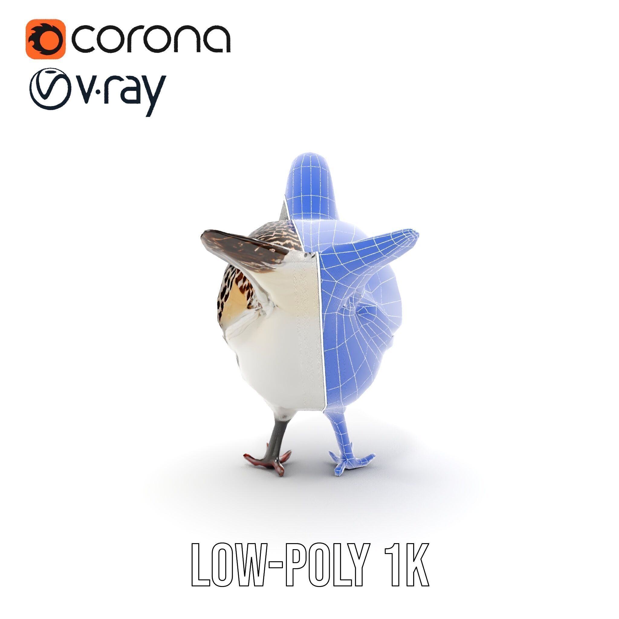 Elegant Pheasant D Model Pack for Interactive and Rendering Uses Low-poly 3D model_33