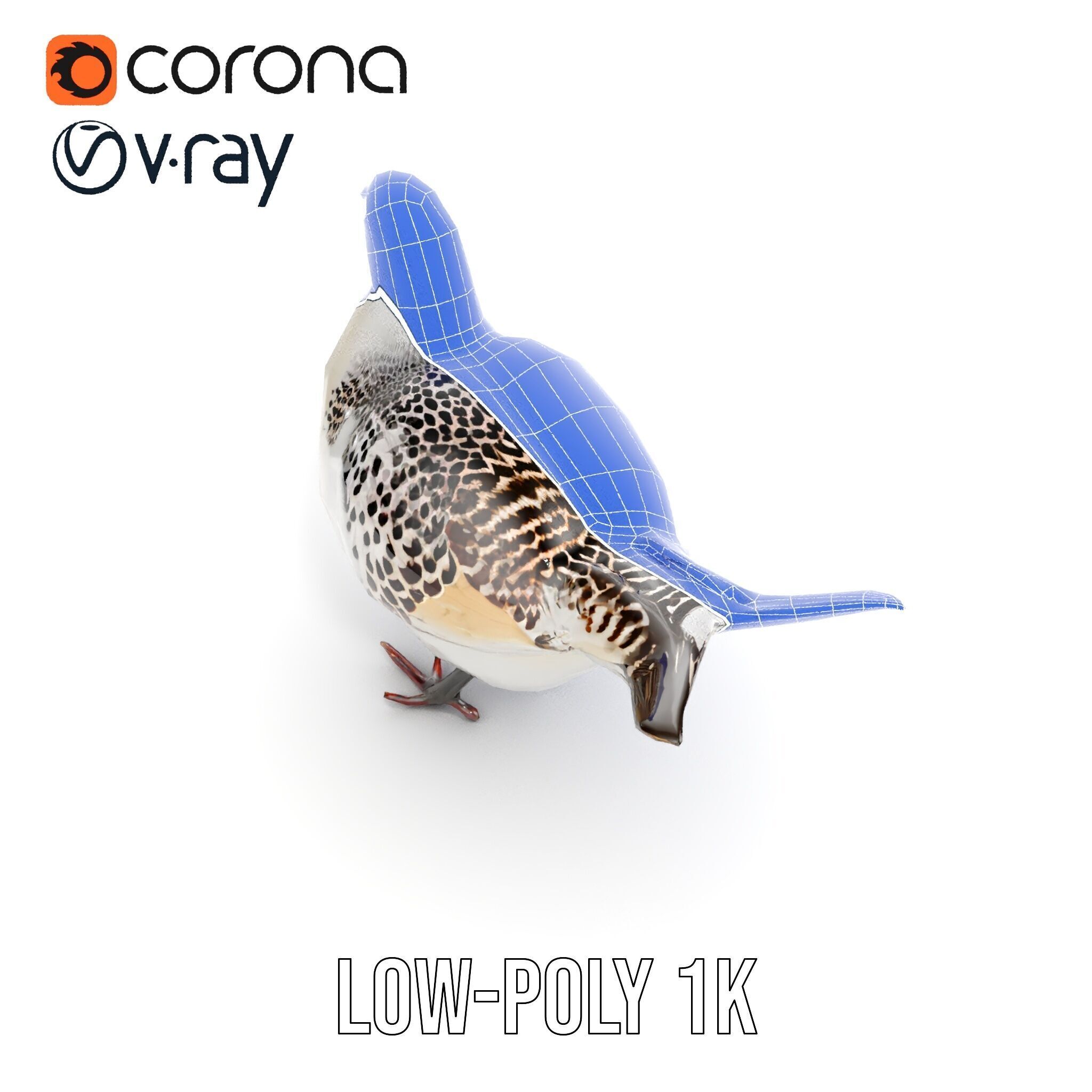 Elegant Pheasant D Model Pack for Interactive and Rendering Uses Low-poly 3D model_27