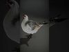 Elegant Pheasant D Model Pack for Interactive and Rendering Uses Low-poly 3D model_2