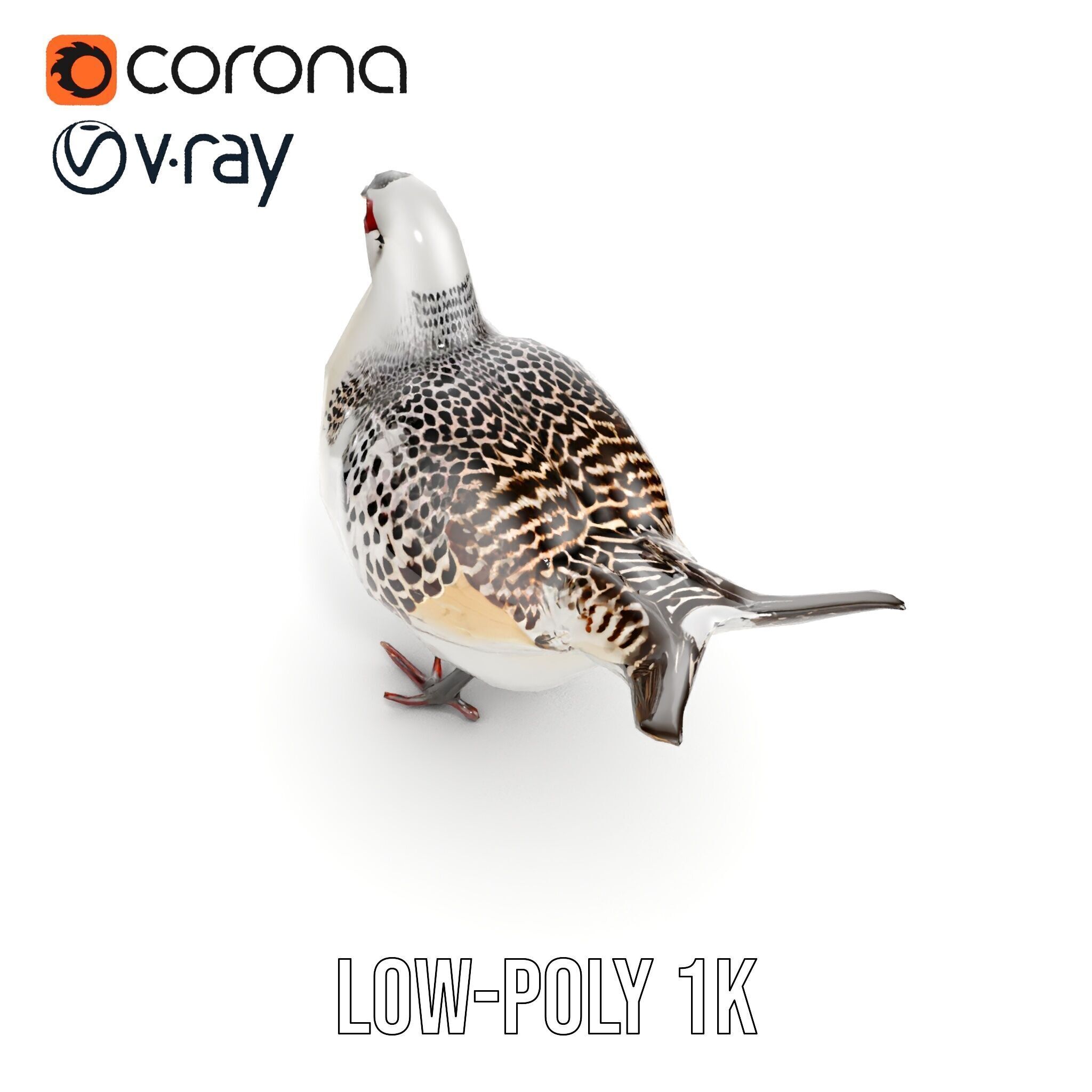 Elegant Pheasant D Model Pack for Interactive and Rendering Uses Low-poly 3D model_14