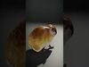 tundra animals collection _9