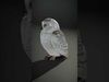 tundra animals collection _13