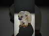 tundra animals collection _17