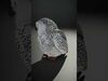tundra animals collection _19