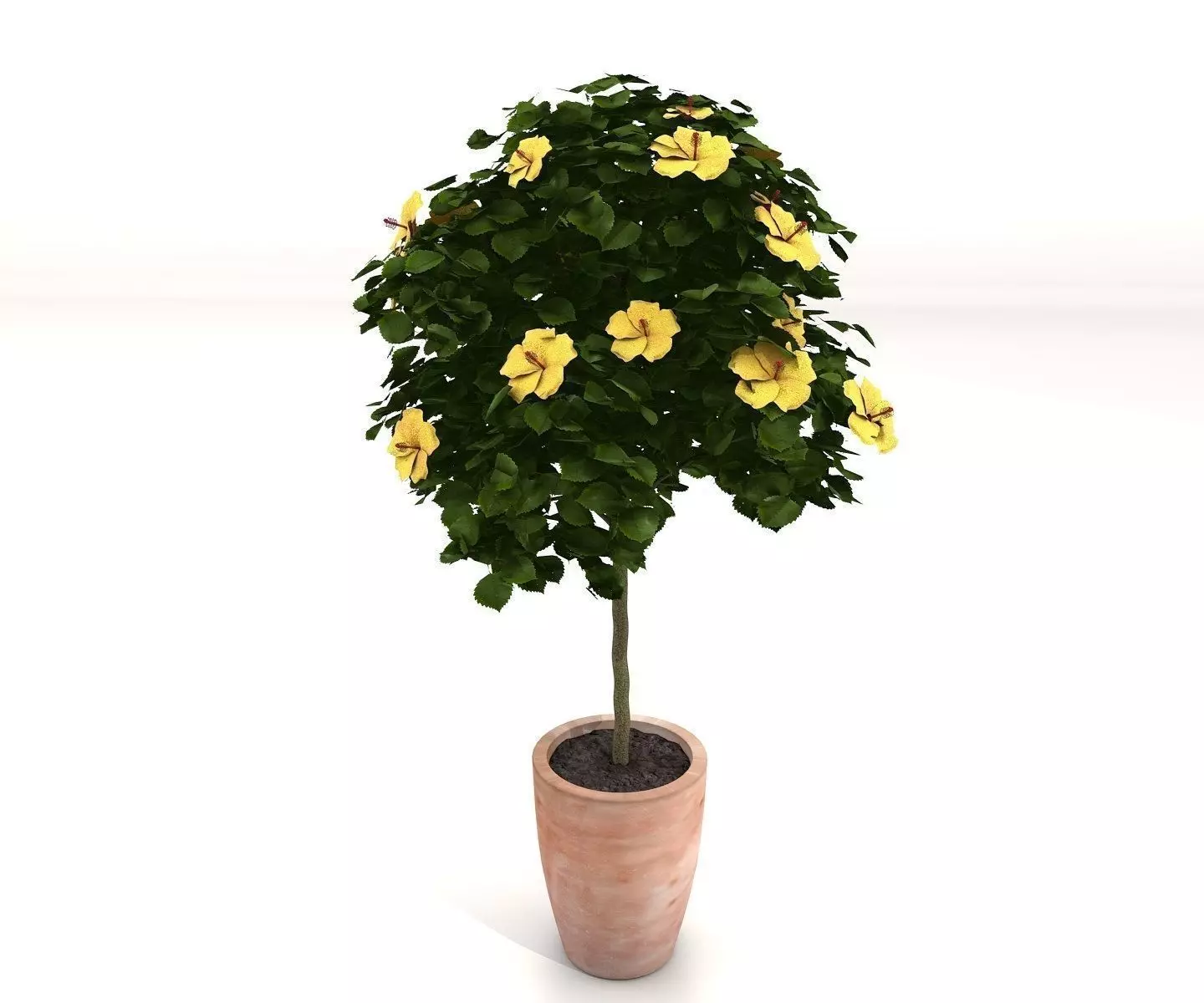 hibiscus tree - plant Free 3D model