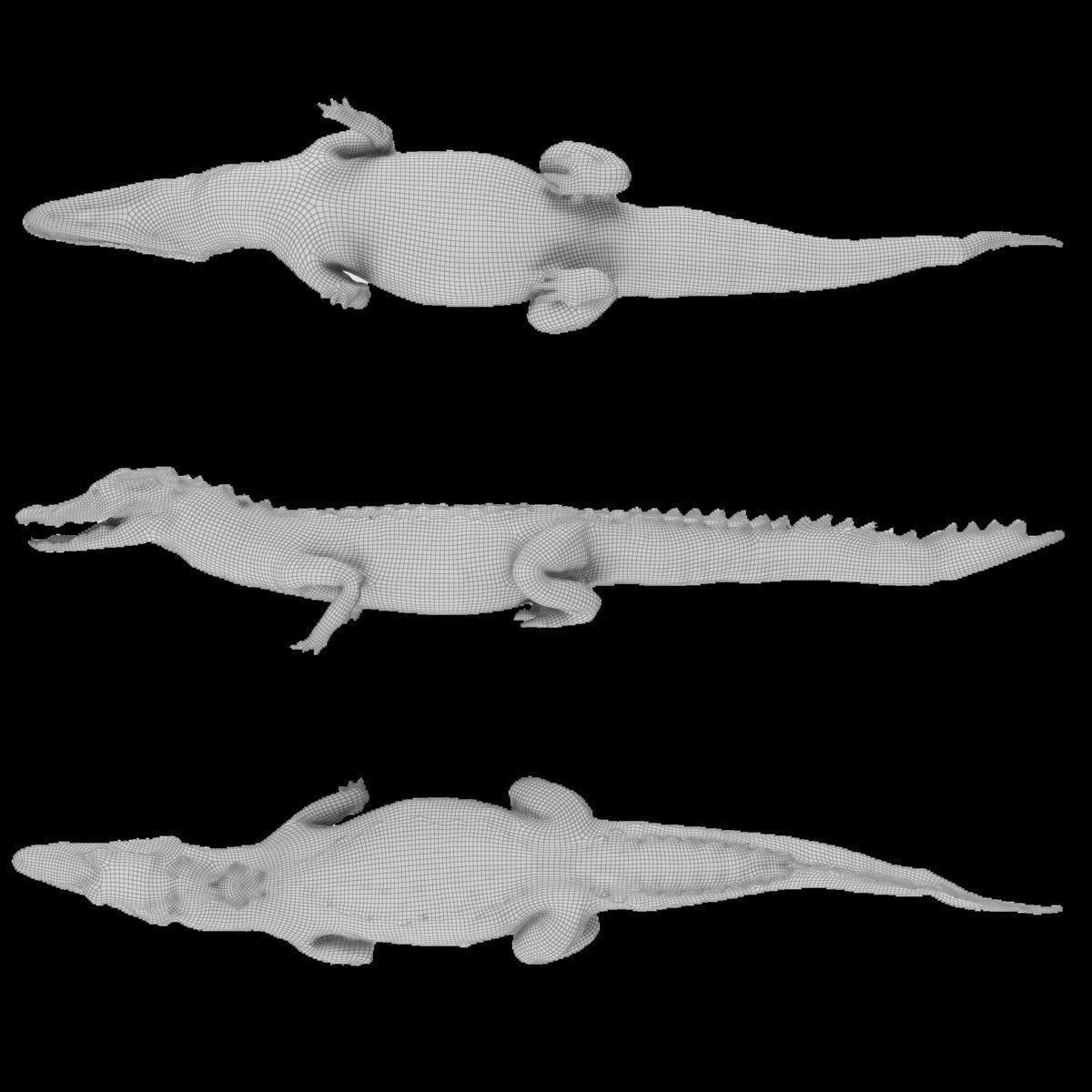 Crocodile alligator 3D model_37