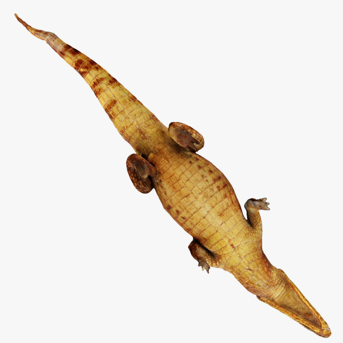 Crocodile alligator 3D model_28