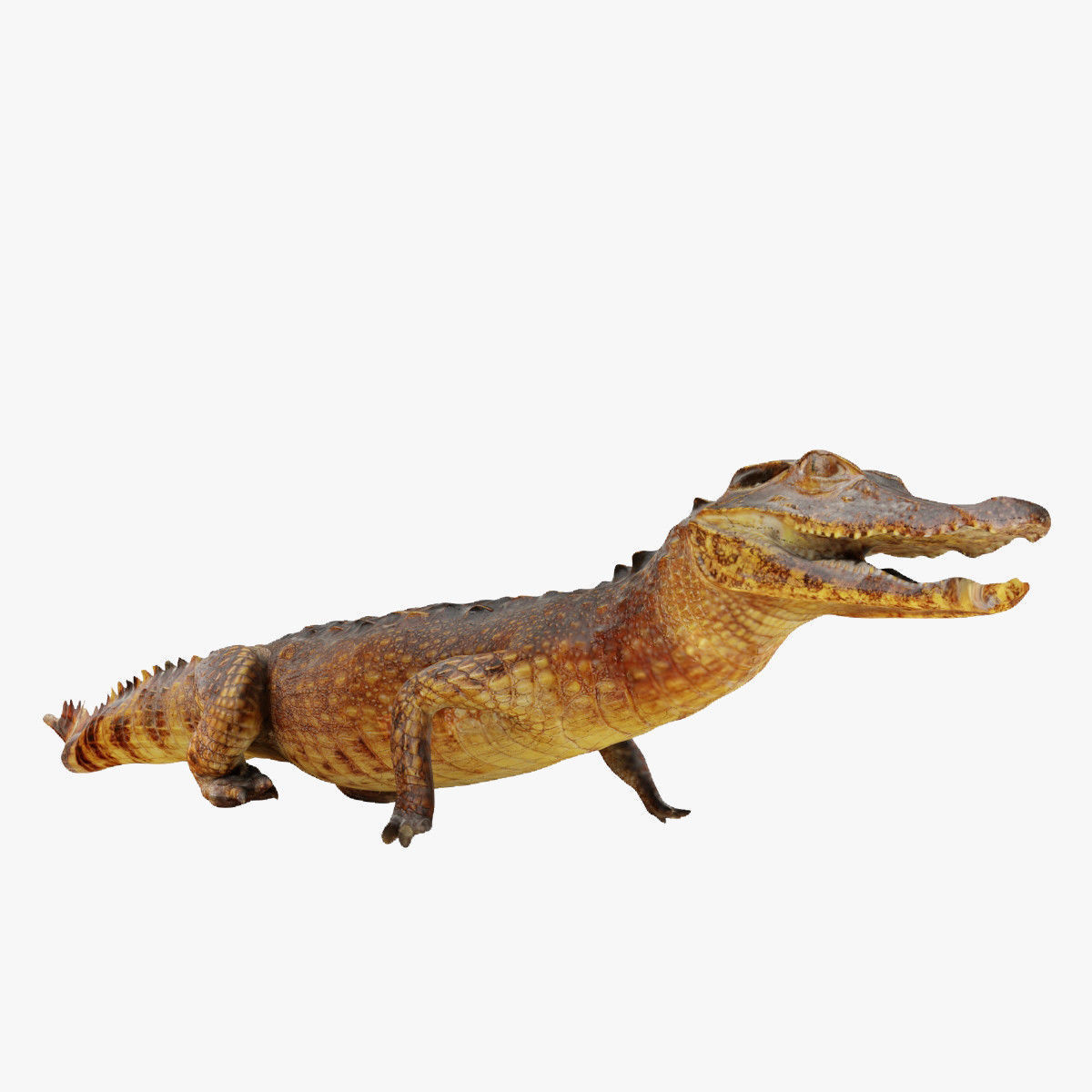 Crocodile alligator 3D model_10