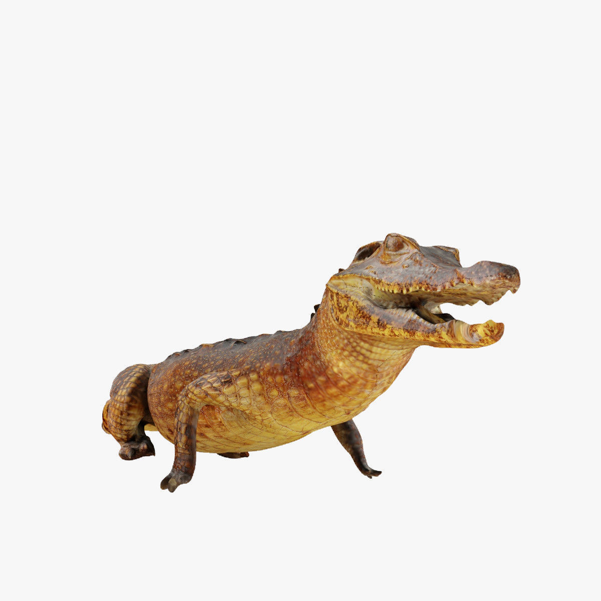 Crocodile alligator 3D model_1