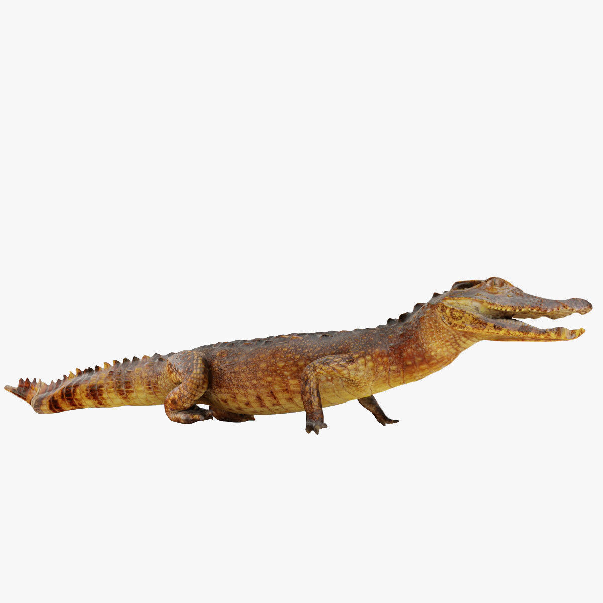 Crocodile alligator 3D model_11