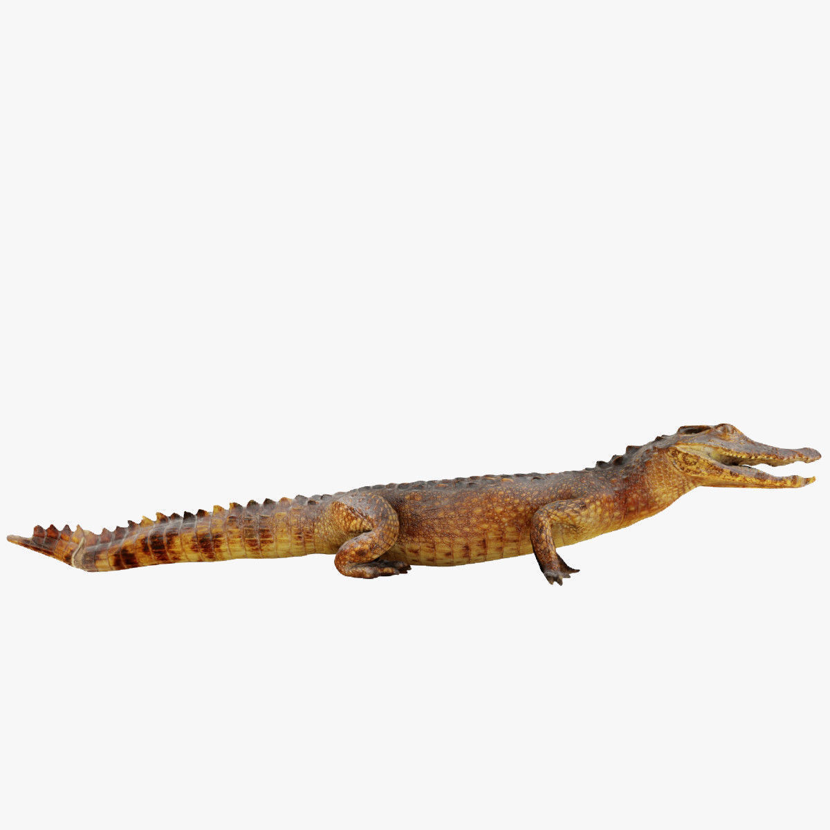 Crocodile alligator 3D model_8