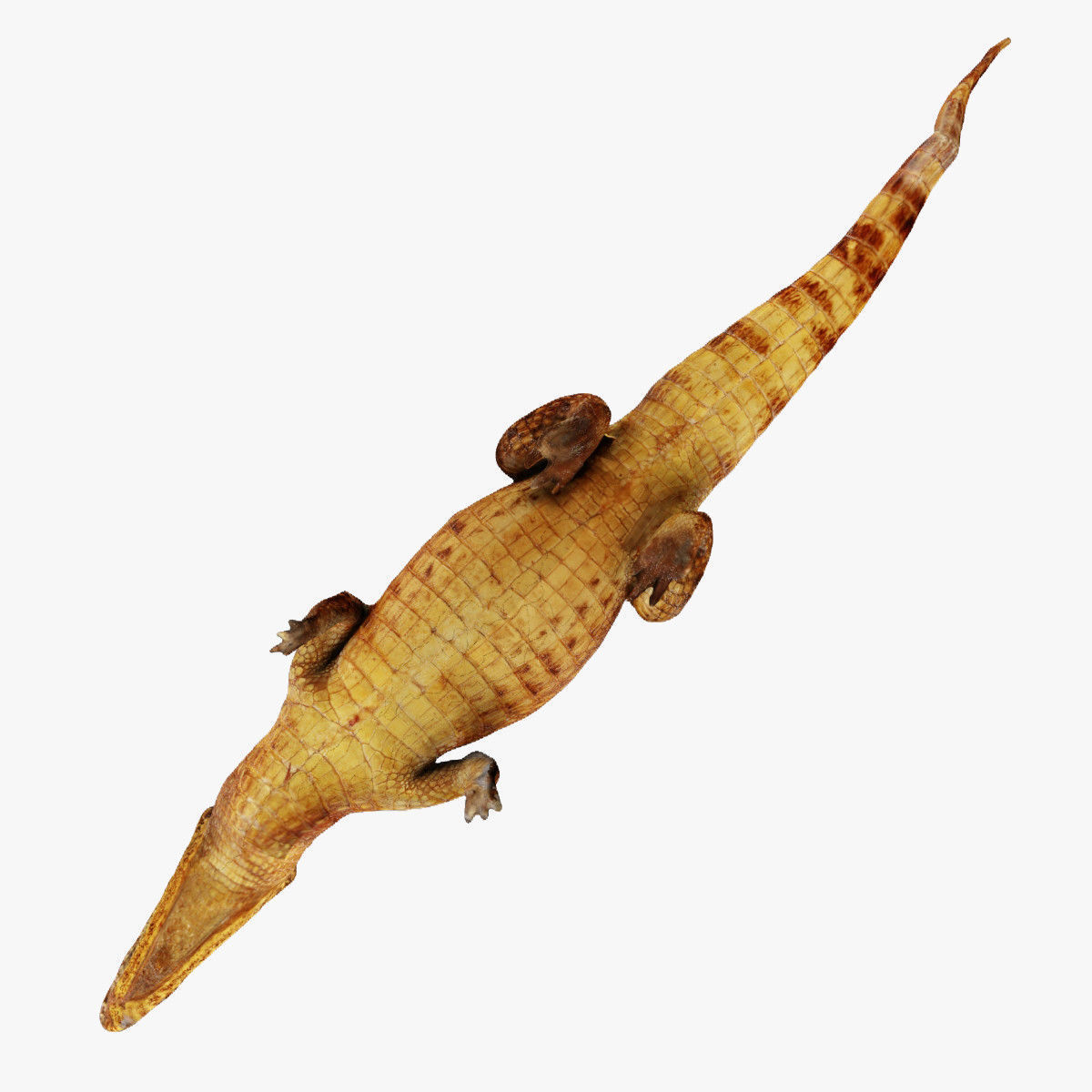 Crocodile alligator 3D model_30