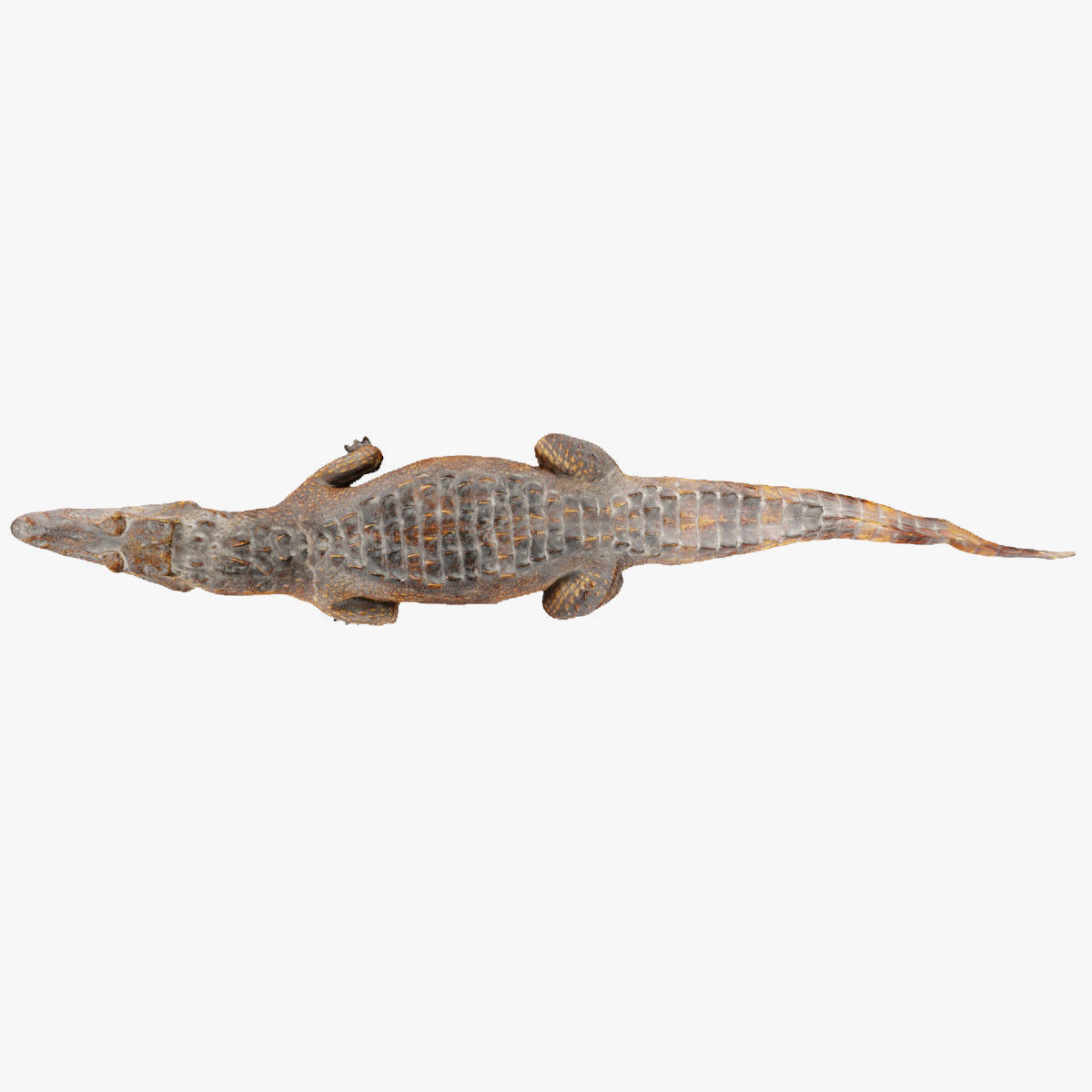 Crocodile alligator 3D model_21