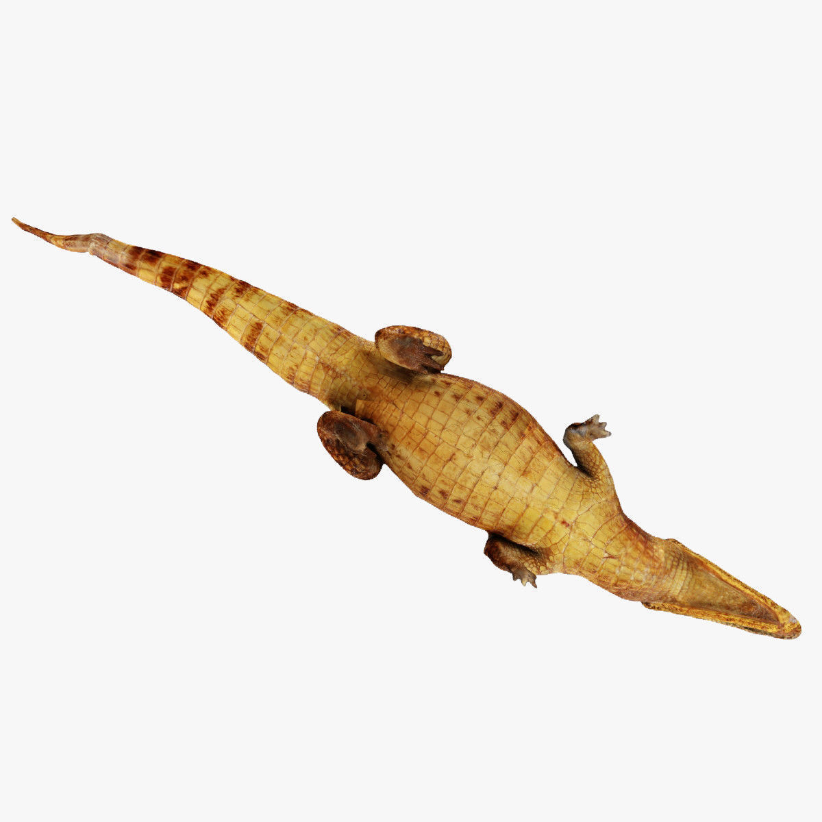 Crocodile alligator 3D model_26