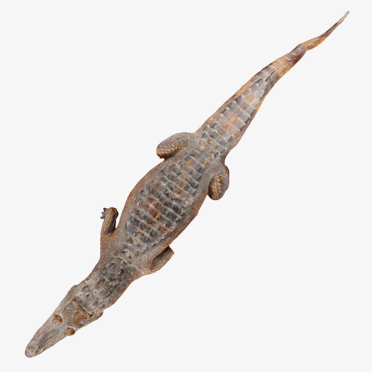 Crocodile alligator 3D model_22