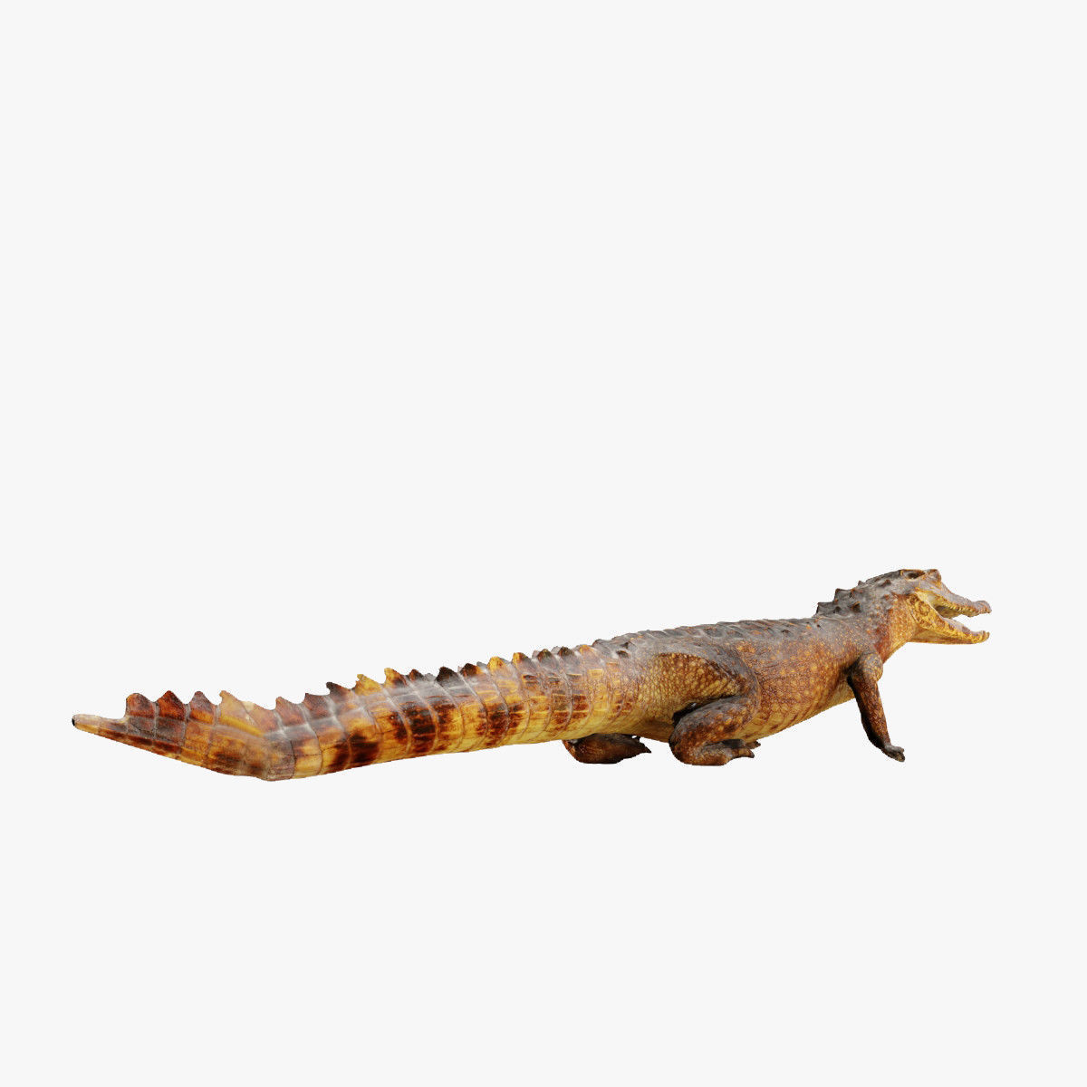 Crocodile alligator 3D model_4