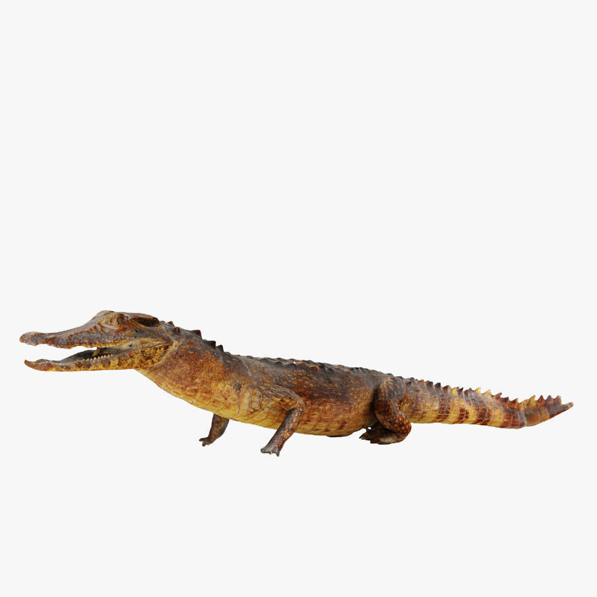 Crocodile alligator 3D model_5