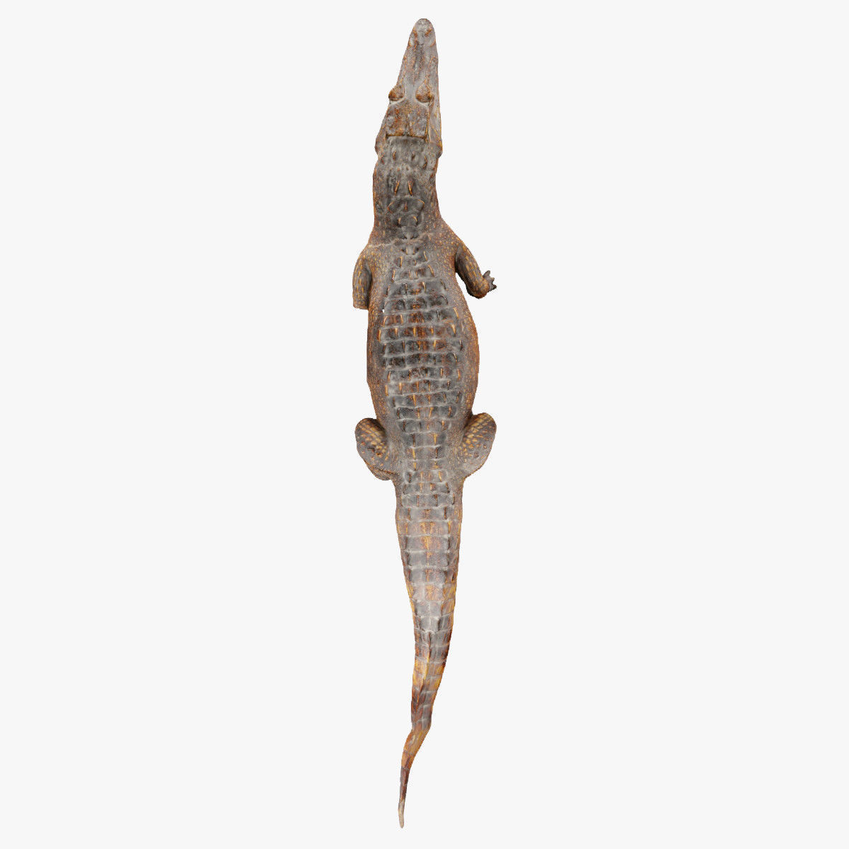 Crocodile alligator 3D model_13