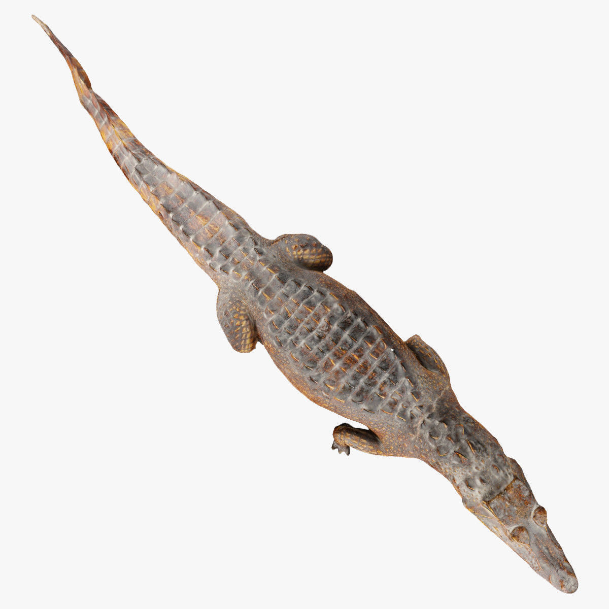 Crocodile alligator 3D model_17