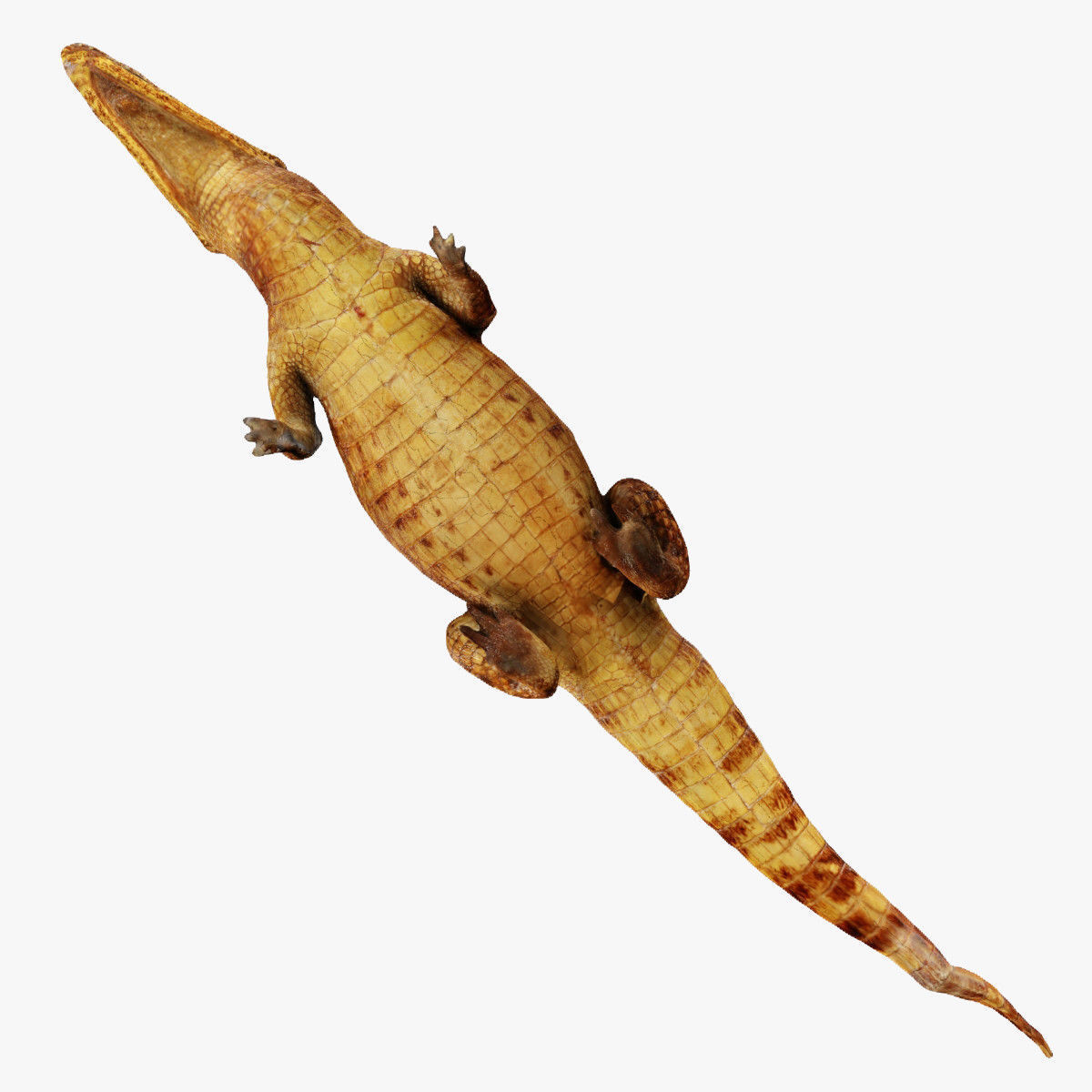 Crocodile alligator 3D model_32