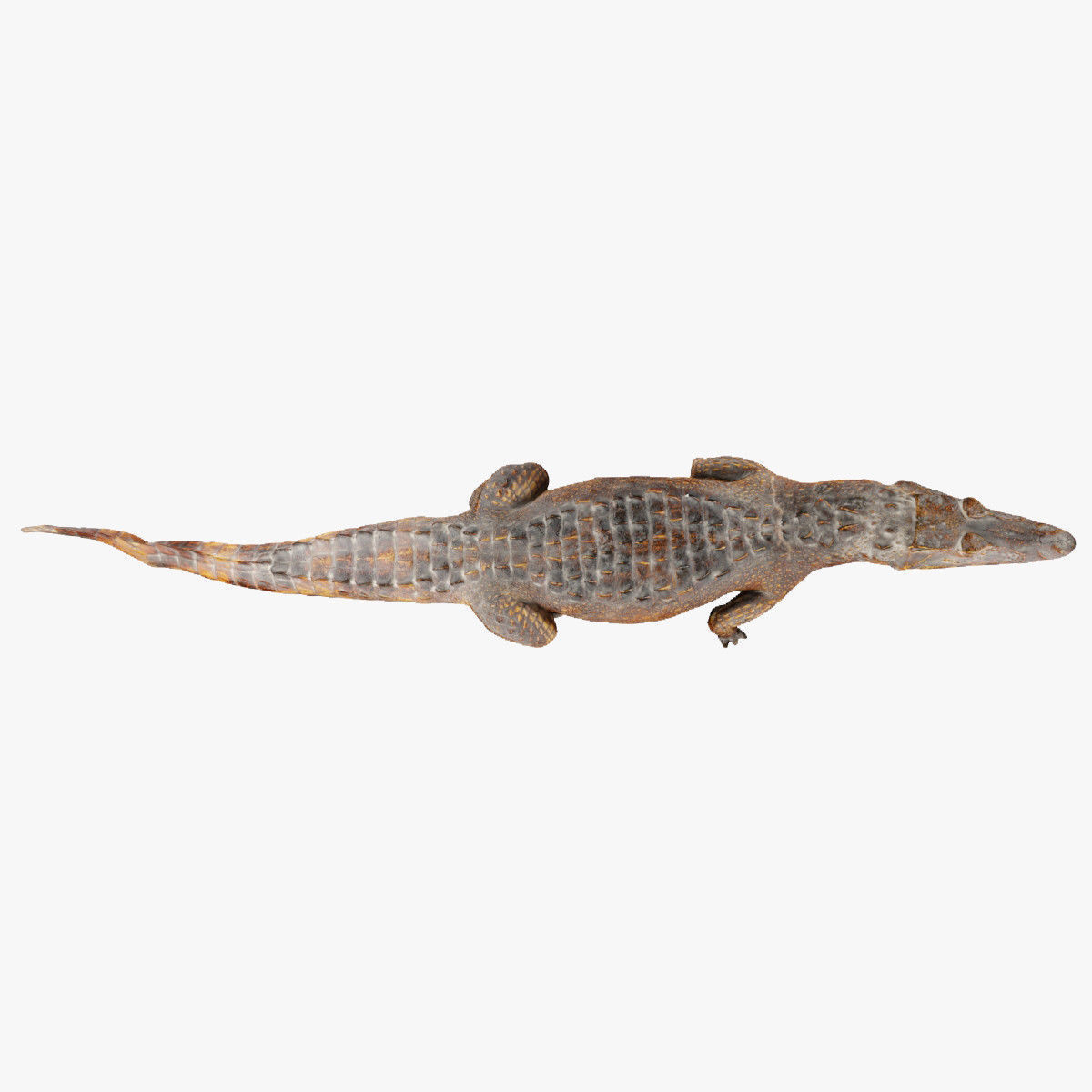 Crocodile alligator 3D model_14