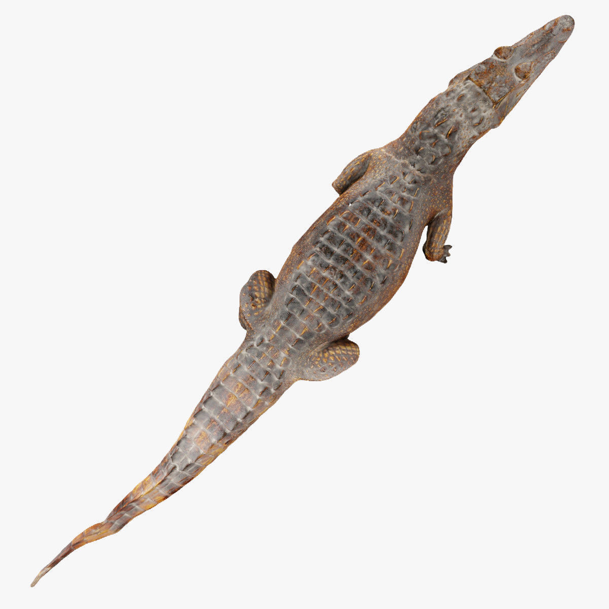 Crocodile alligator 3D model_19