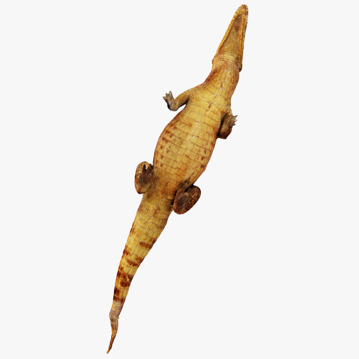 Crocodile alligator 3D model_24