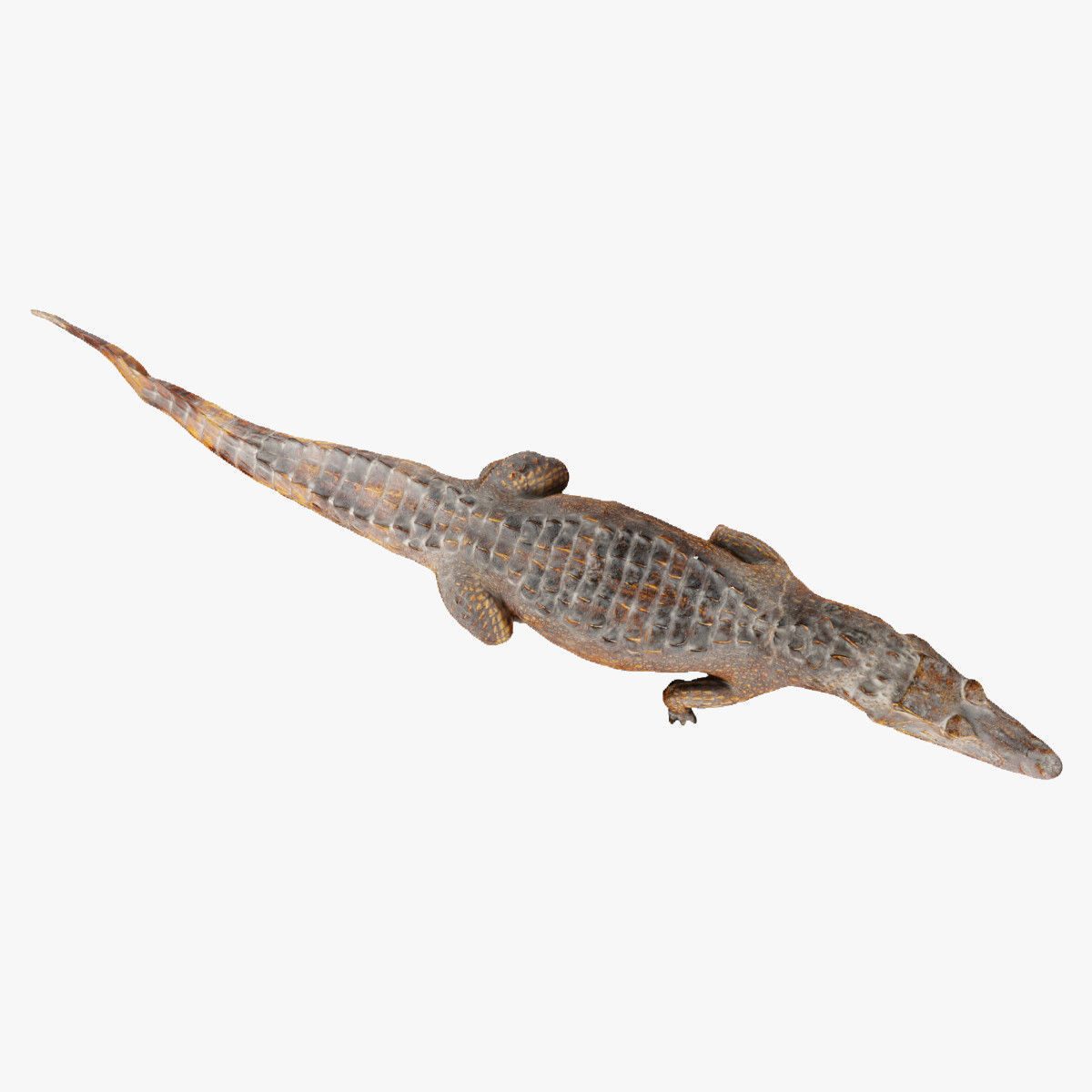Crocodile alligator 3D model_20