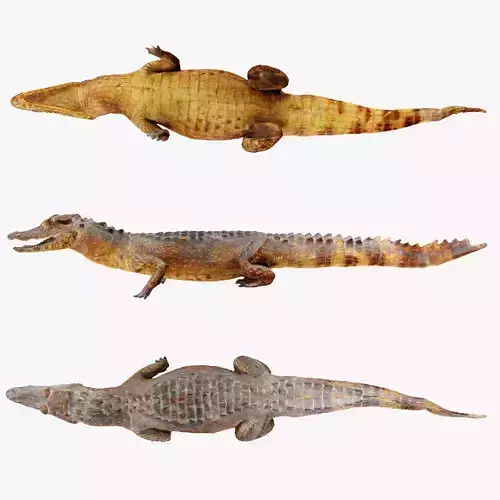 Crocodile alligator