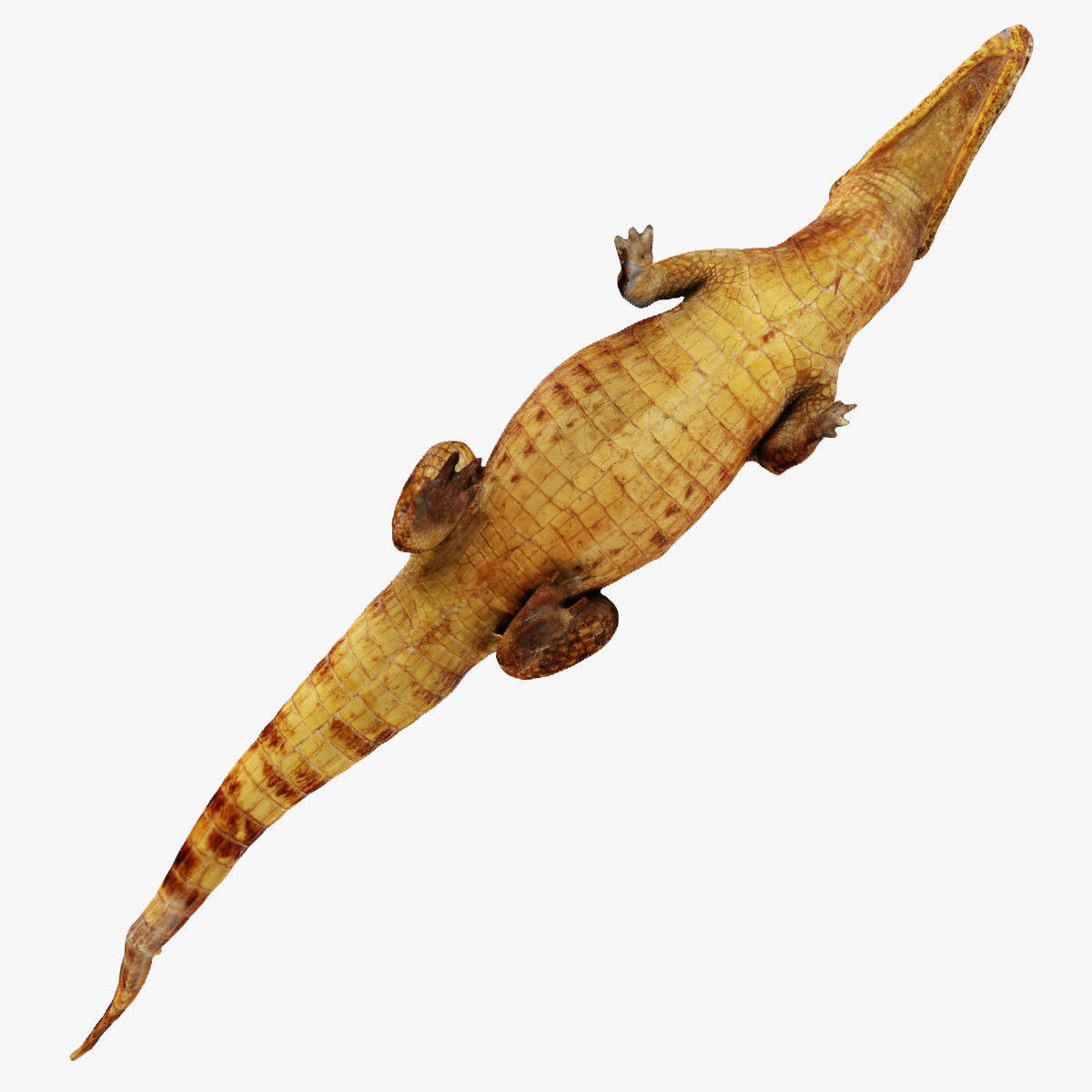 Crocodile alligator 3D model_29