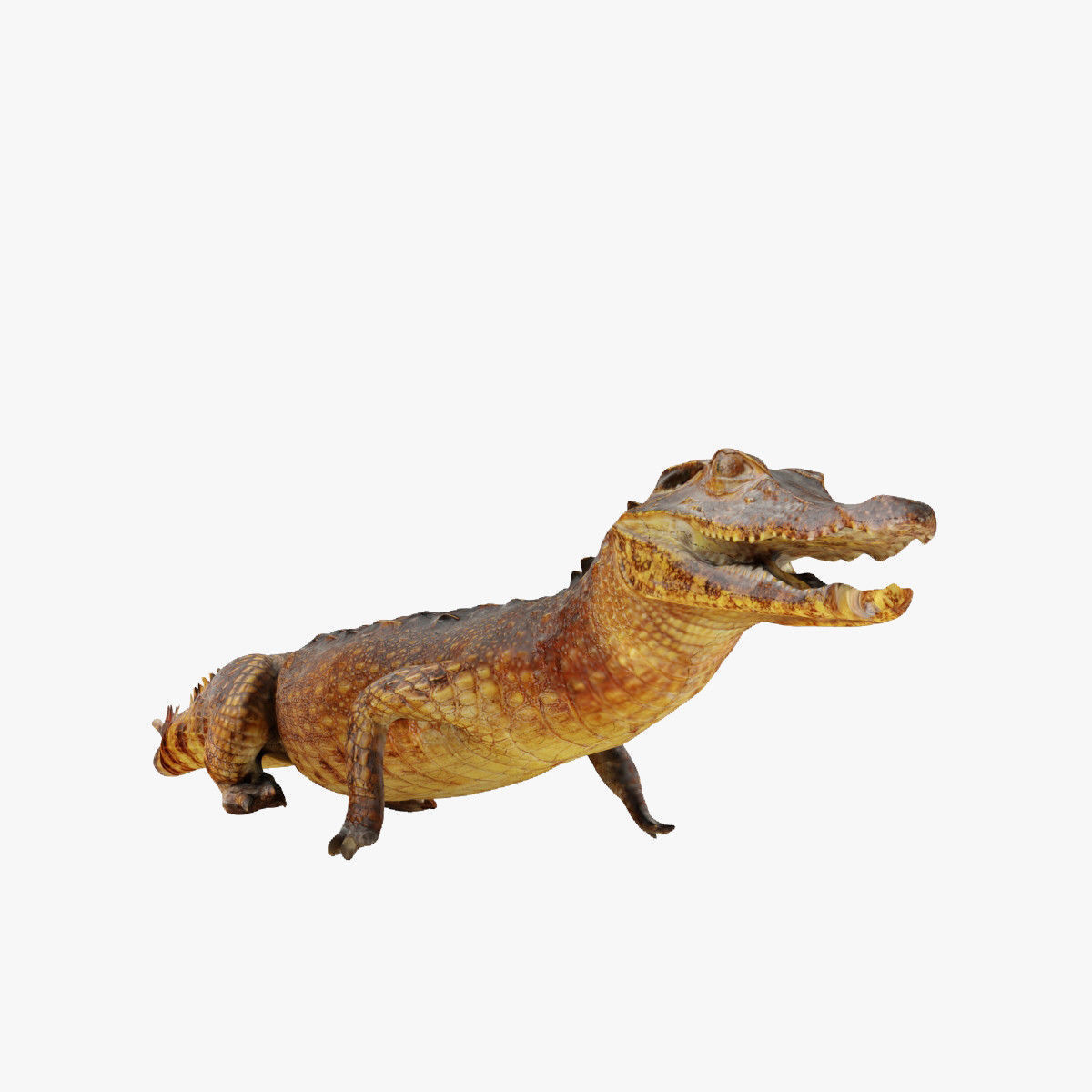 Crocodile alligator 3D model_2