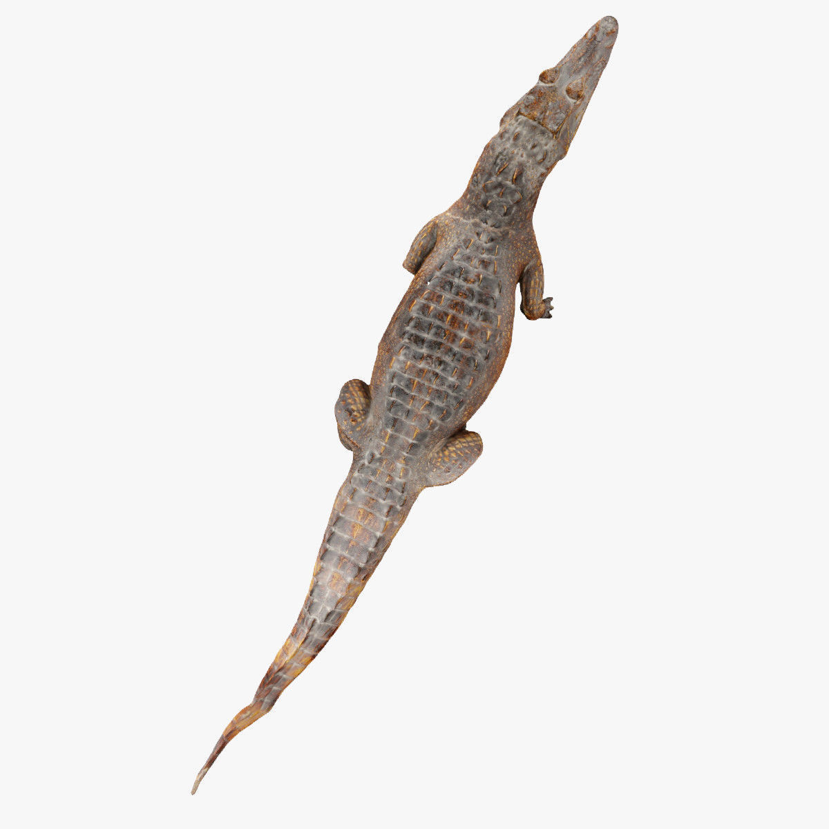 Crocodile alligator 3D model_16