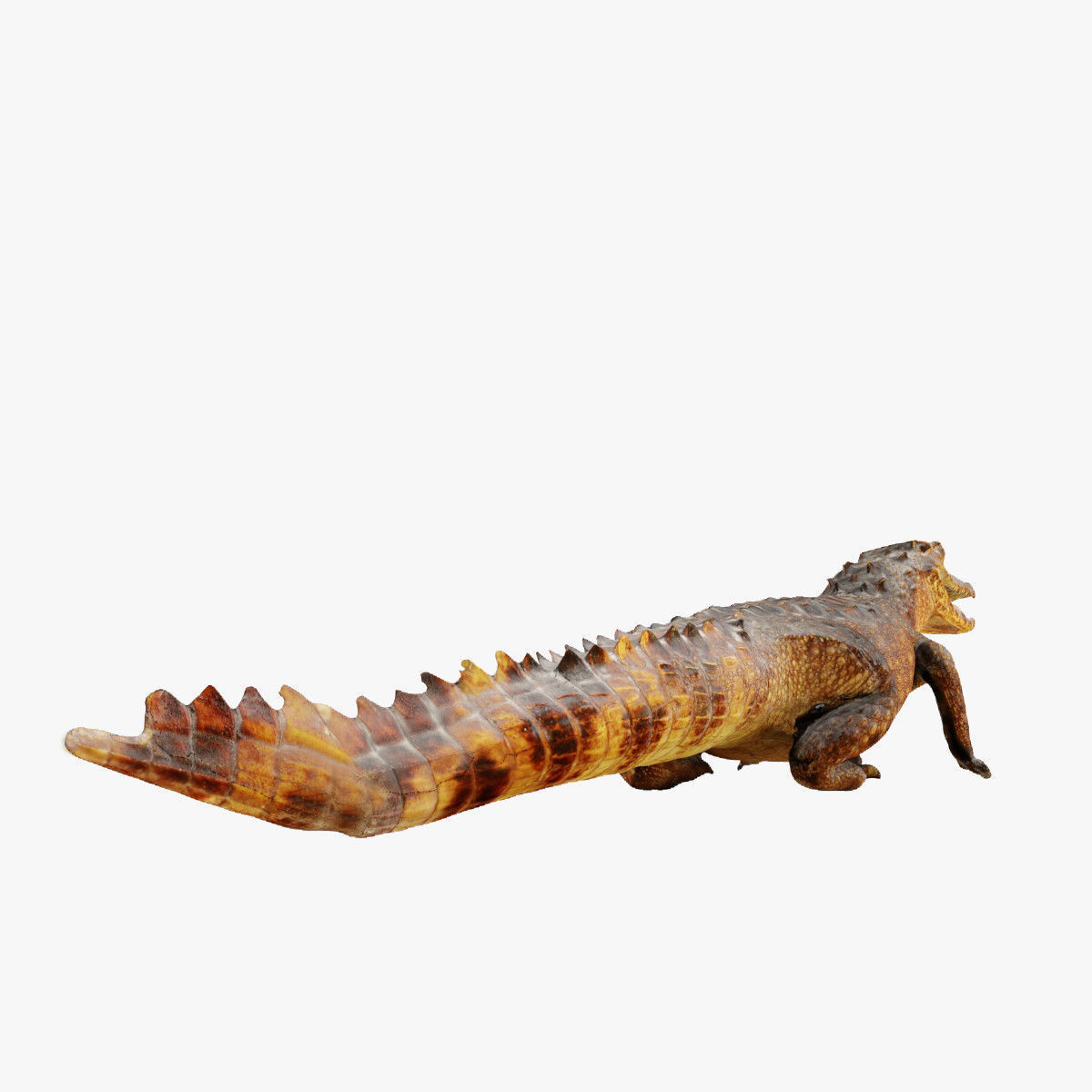Crocodile alligator 3D model_7