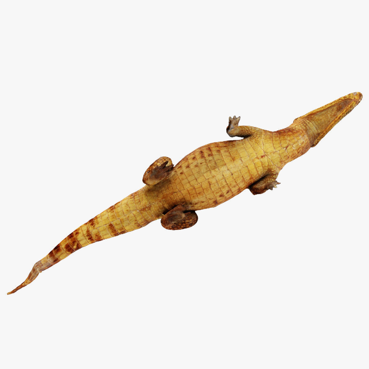 Crocodile alligator 3D model_31