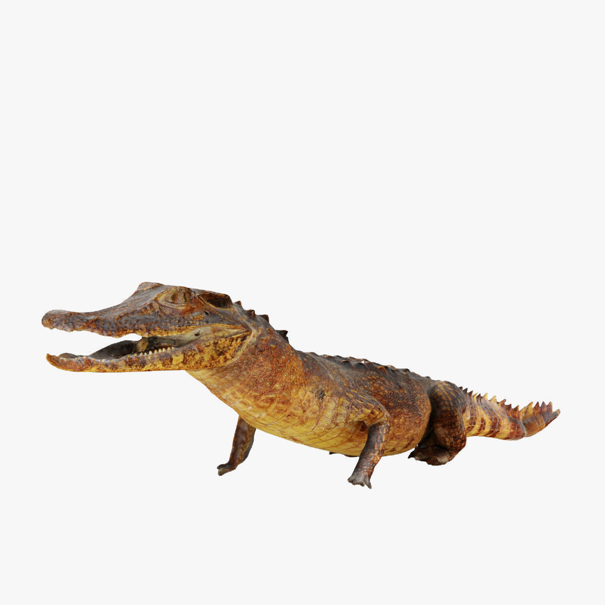 Crocodile alligator 3D model_6