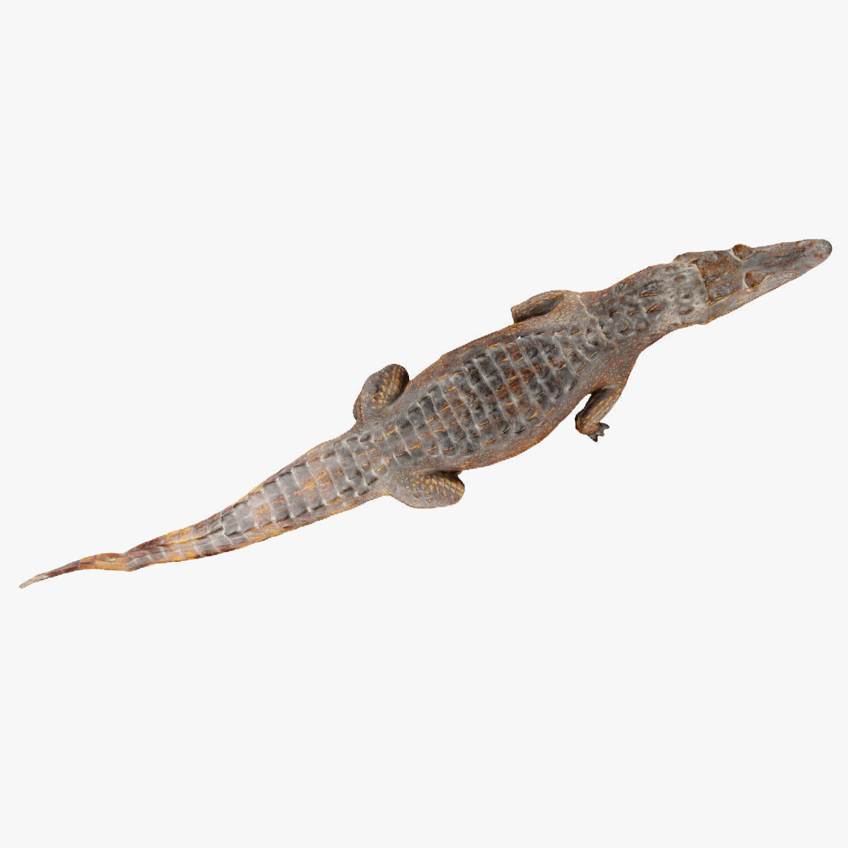 Crocodile alligator 3D model_15