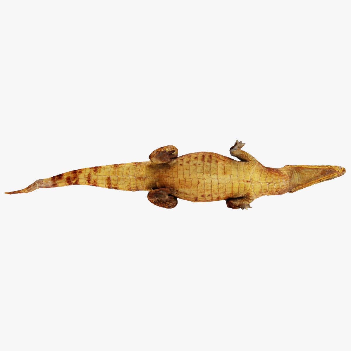 Crocodile alligator 3D model_33