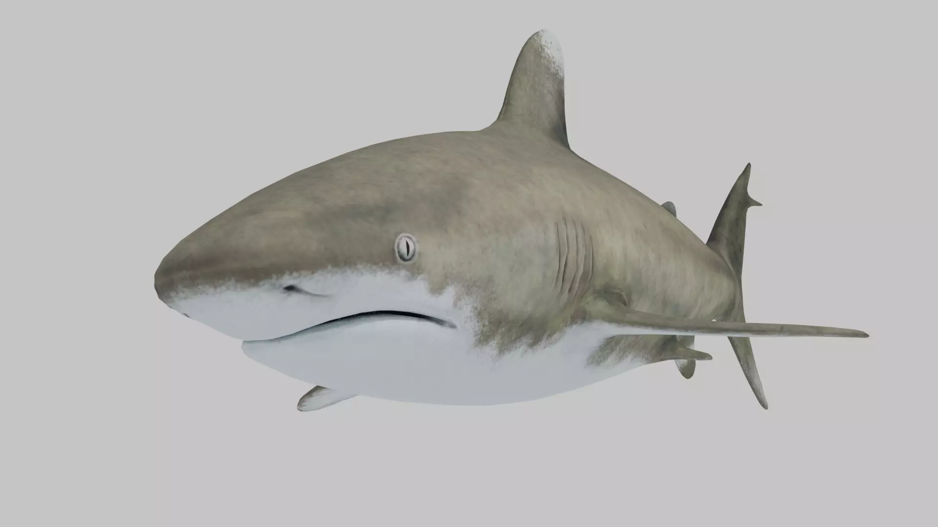 Great white shark 3D model Low-poly 3D model