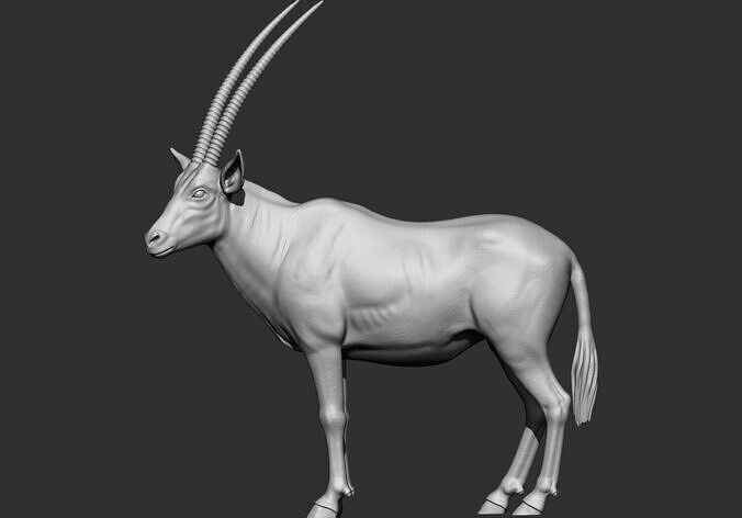 Oryx gazelle Gemsbok stl 3d printable model 3D print model