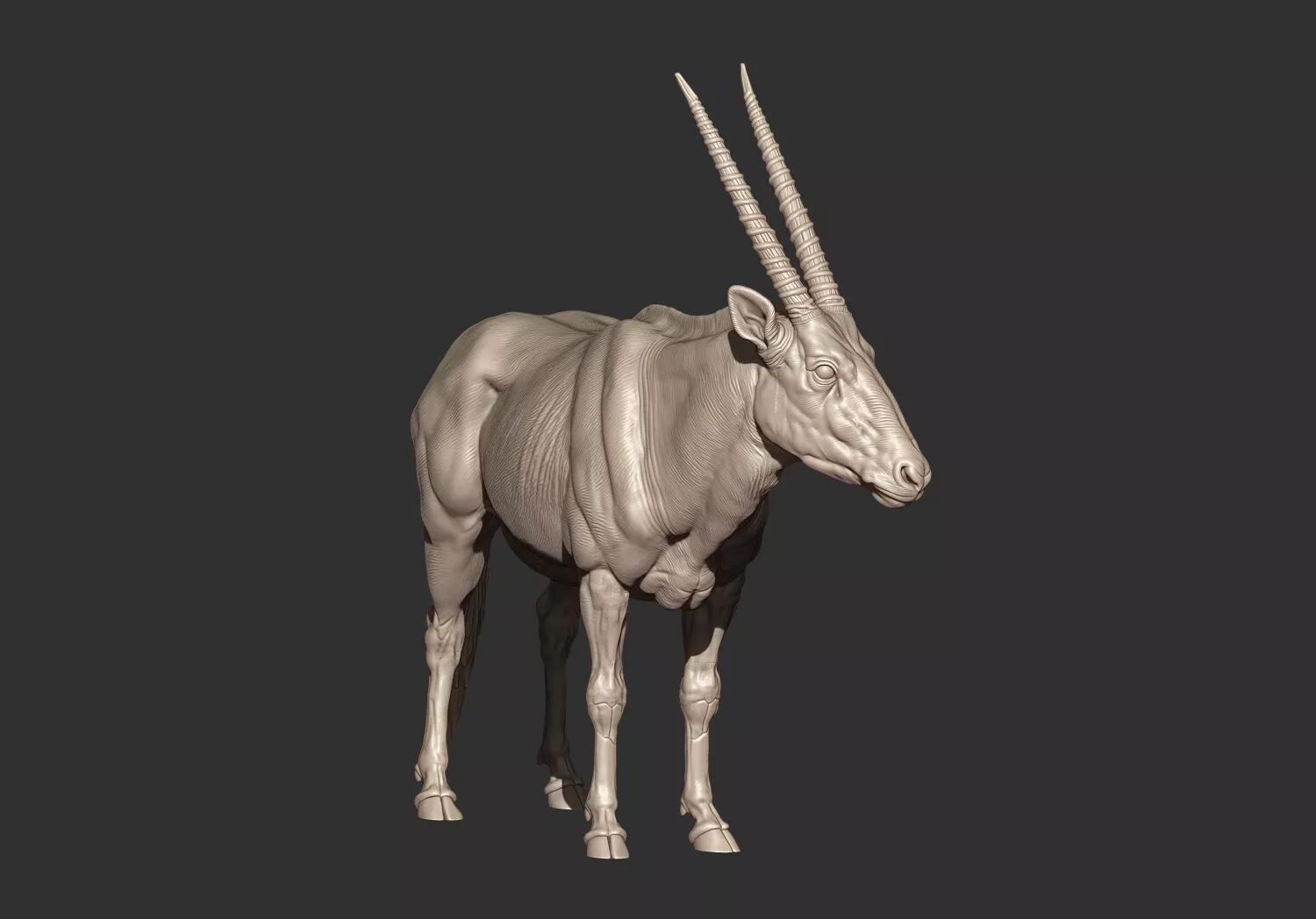 Oryx gazelle Gemsbok stl 3d printable model 3D print model