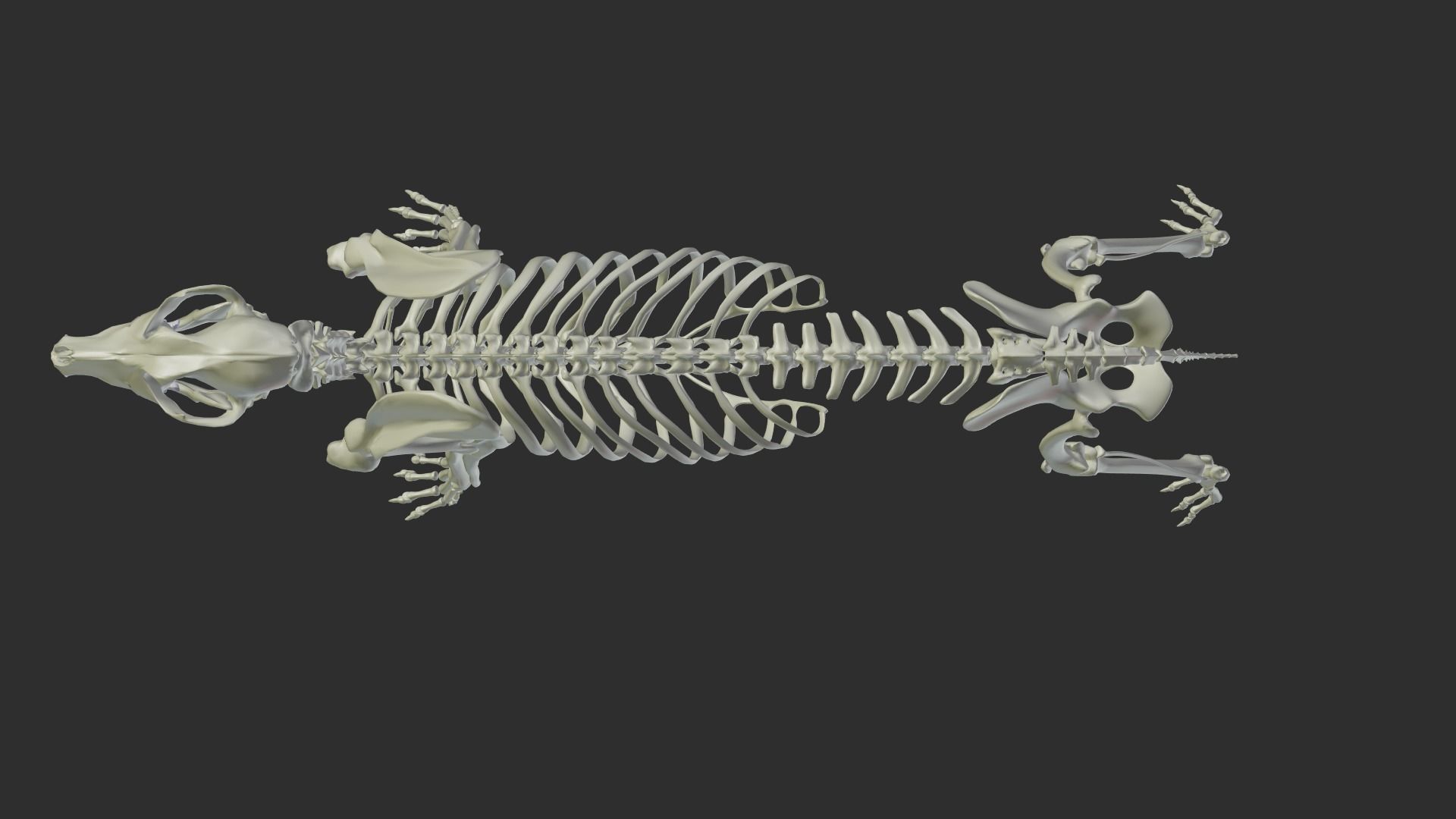 Dog Skeleton 3D model_5