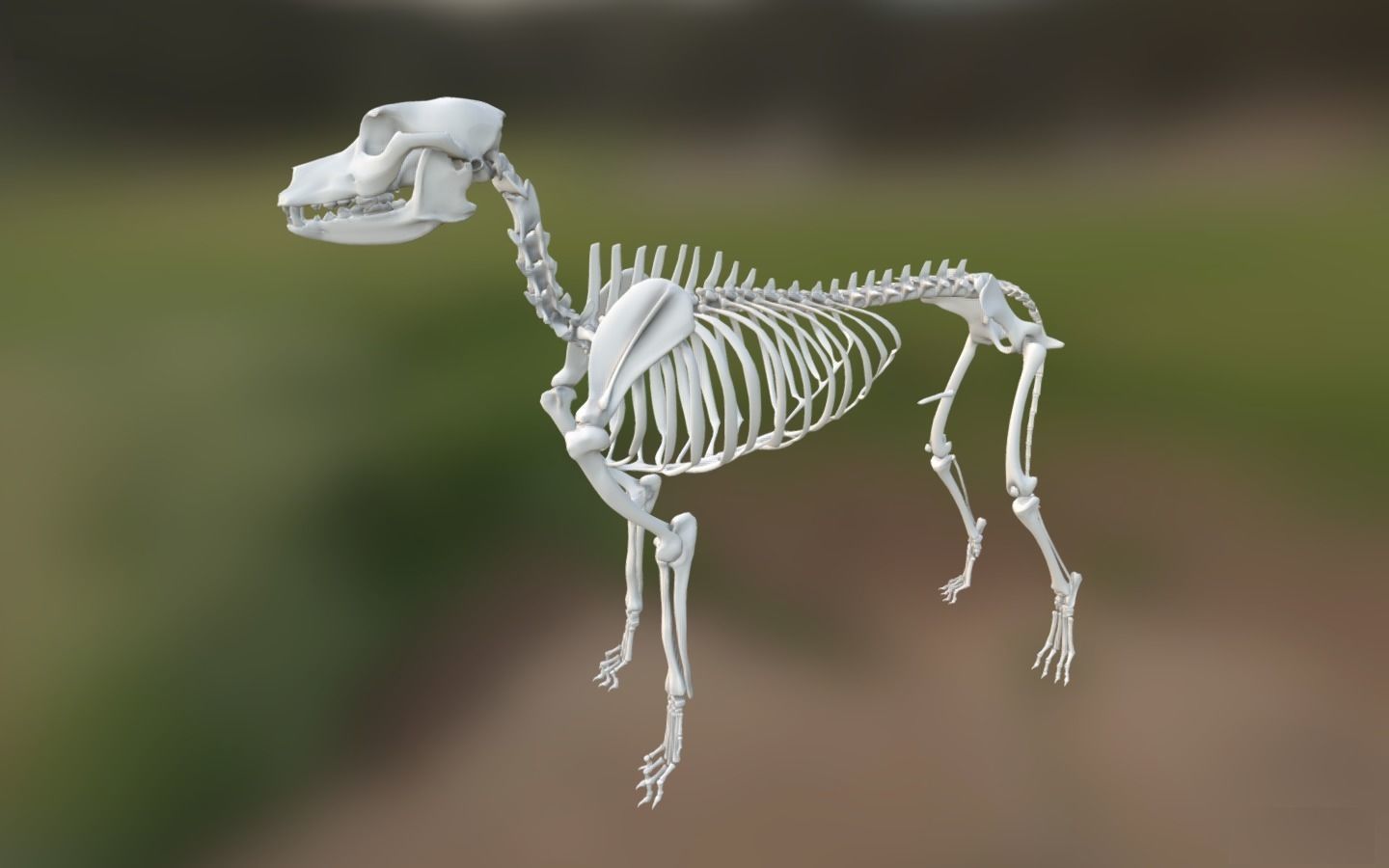 Dog Skeleton 3D model_1